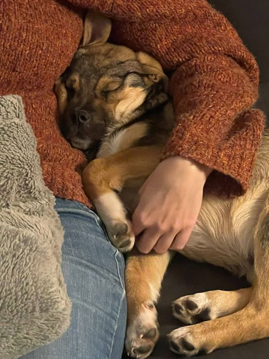 Psi bracia szukają domu