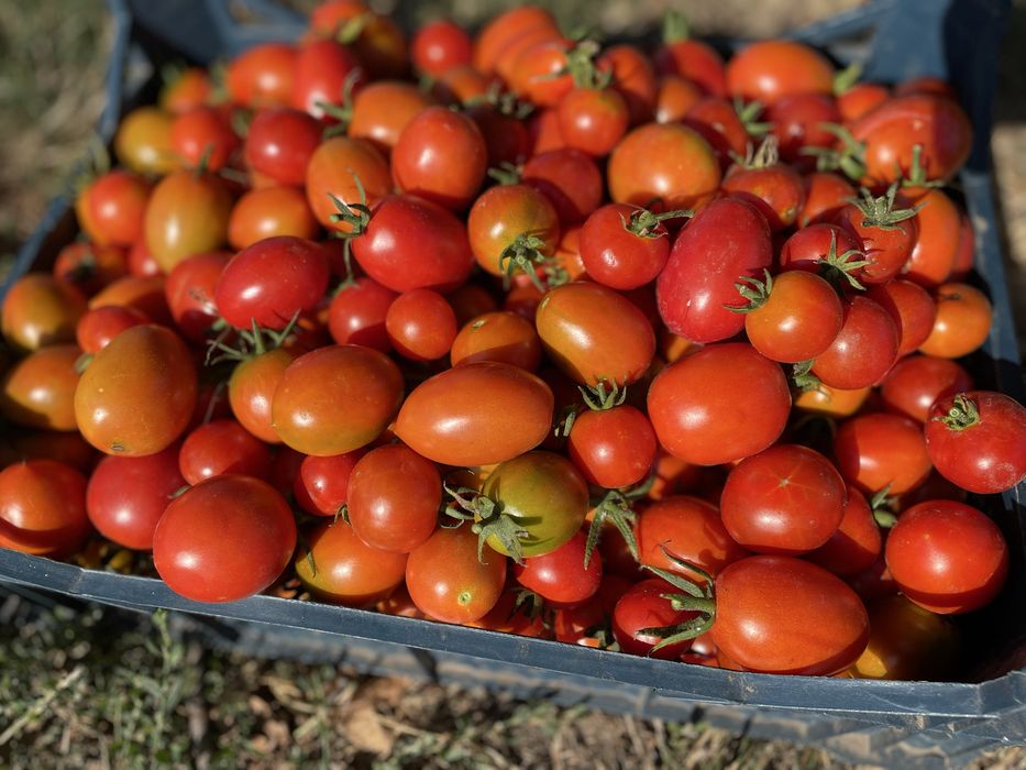 Продам коктельну помідорку дуже солодка