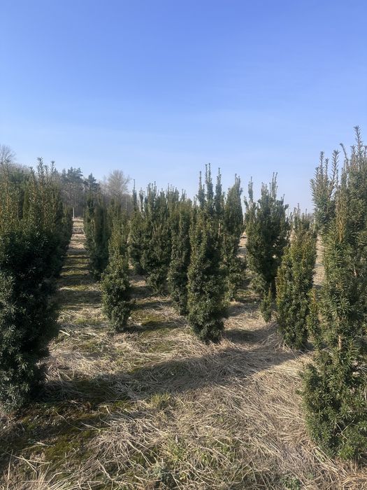 Cis Hicksii 150 cm