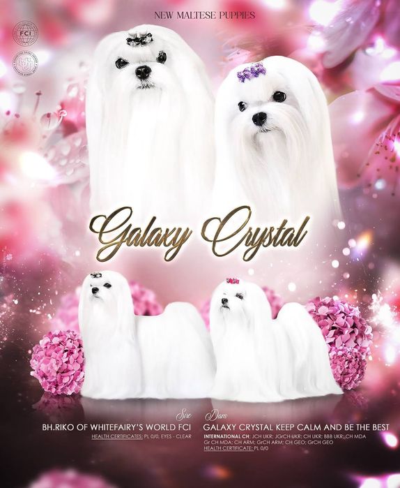 Гарний чистопородний хлопчик мальтезе, корейське походження