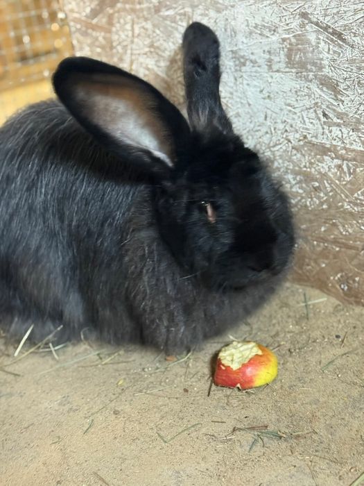 Śliczna króliczka do adopcj