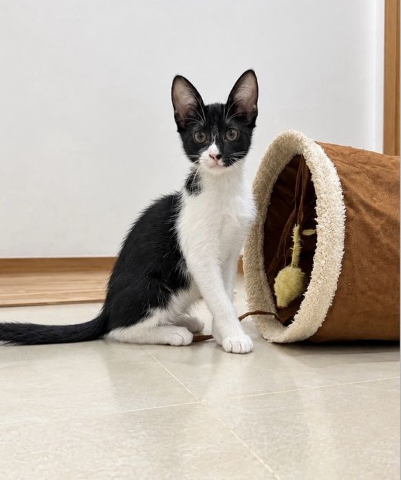 Gatinhos bebés para adoção responsável