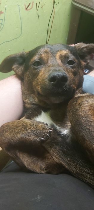 Cezar 3 letni piesek