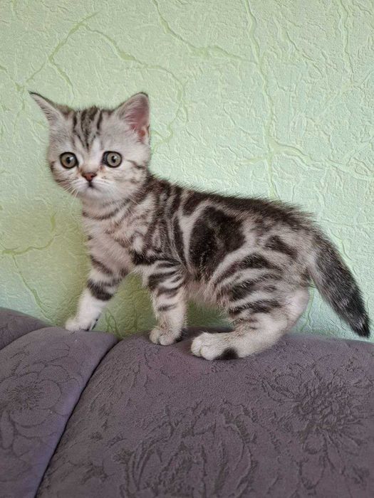 Чарівні кошенята Скоттіш Страйт