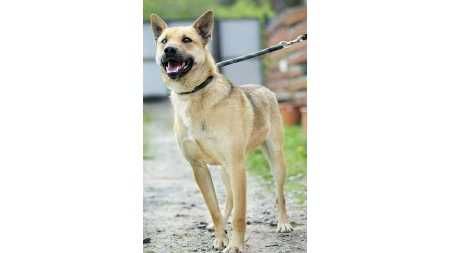 MĄDRY, przyjazny, ŚREDNI (18kg) Dulek