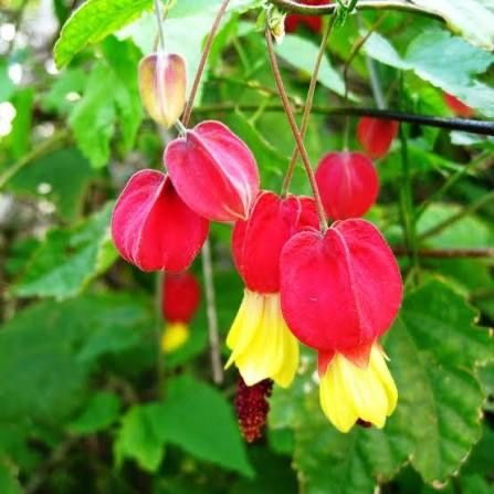 Abutilon megapotamicum - Lanterna Chinesa