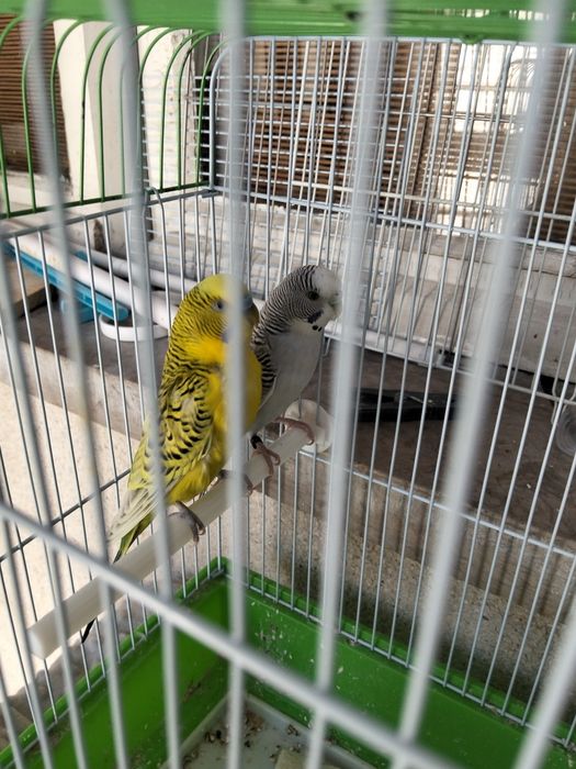Casal Periquitos Australianos