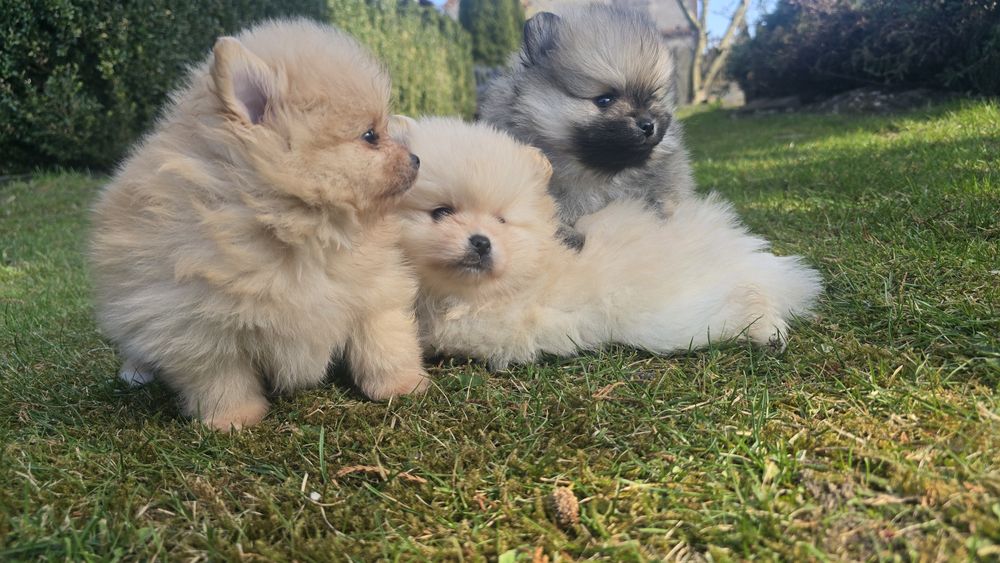 Pomeranian szpic miniaturowy