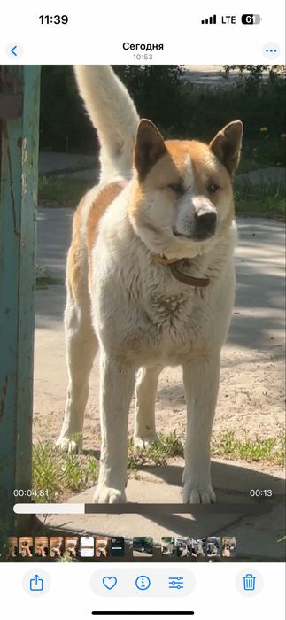 Шукаю родину дуже