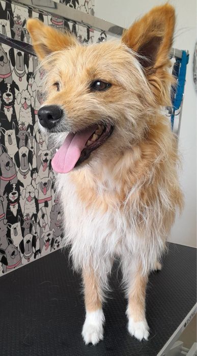 URGENTE Cachorra 7 anos para adoção