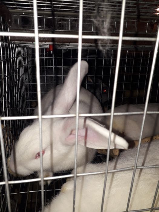 Термон белый бролер порода