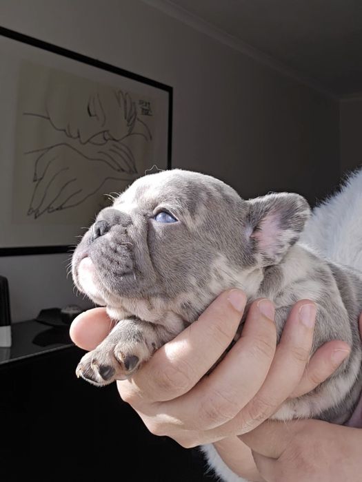 Bulldog Francês porte pequeno