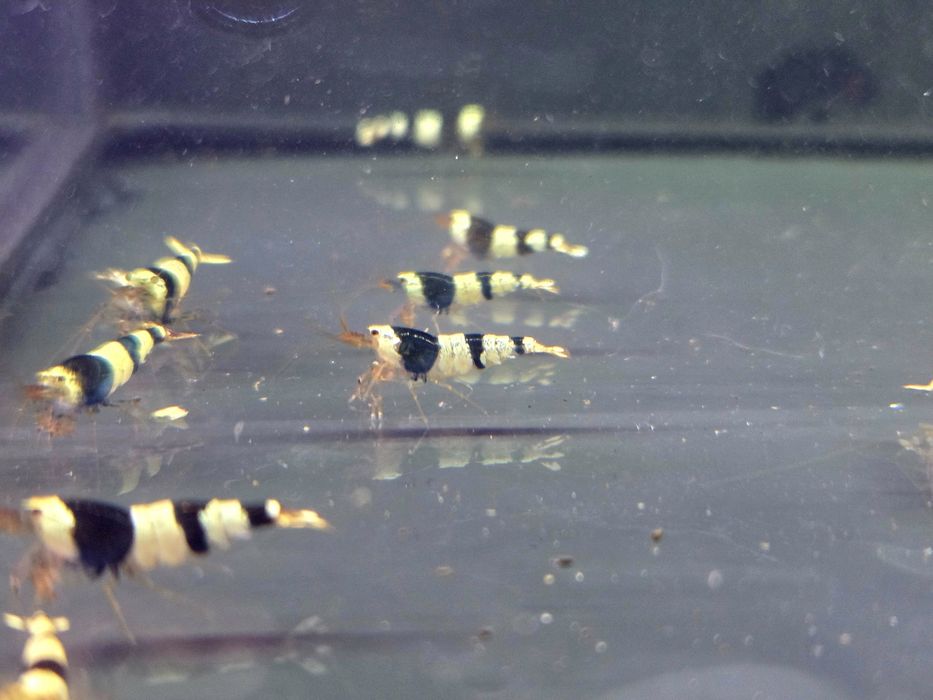 Krewetka caridina crystal black