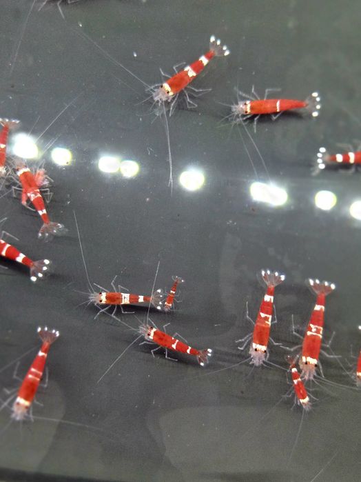 Krewetka caridina super crystal red