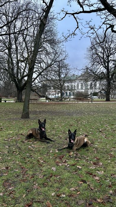 Кобель Малінуа