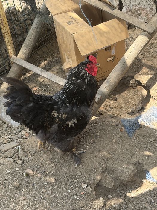 Galo brahma com 6 meses de vida