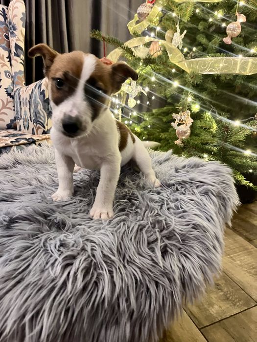 Jack Russell Terrier piesek Elvis  rodowod