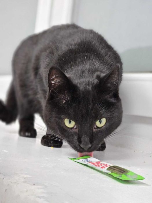 Nieśmiała Marylka poleca się do adopcji