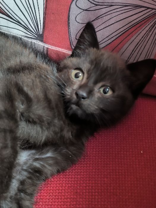 Кошенятко в добрі руки