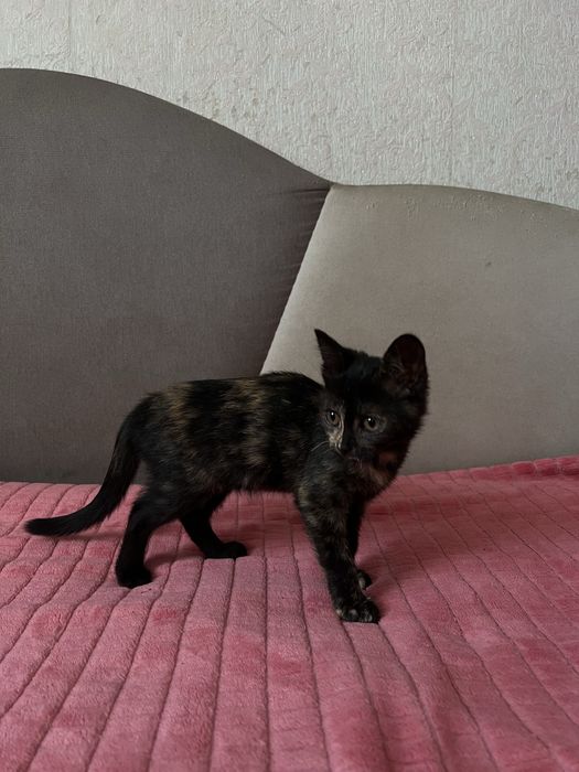 Кошеня (дівчинка) в добрі руки