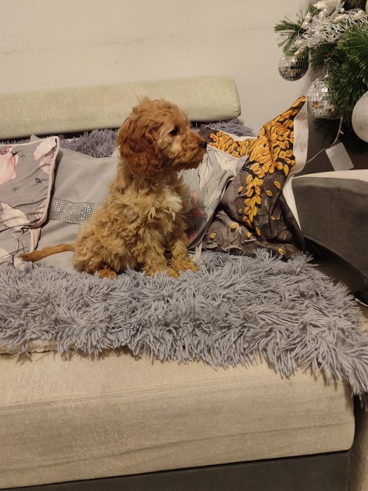 Szczeniak cockapoo