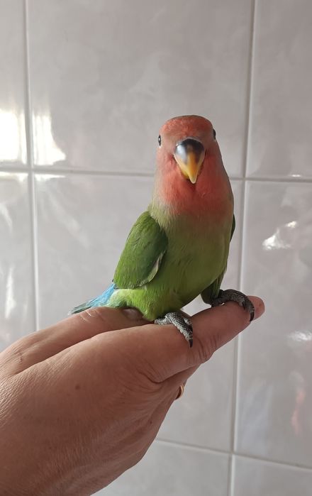 Agapórnis criados á mão