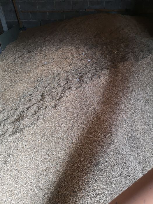 Sprzedam pszenicę, owies, żyto, pszenżyto