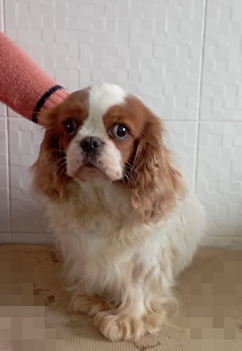 Милая девочка кавалер кинг чарльз спаниель
