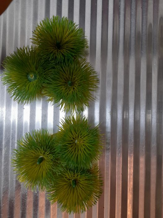 Plantas decorativas para aquário