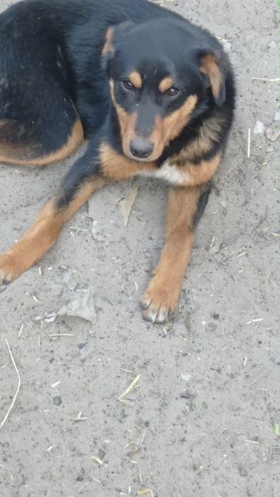 Терміново прилаштовується молода собачка Лекса