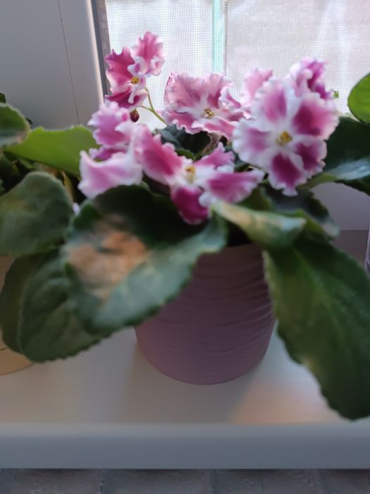 Фіалка дуже гарна.