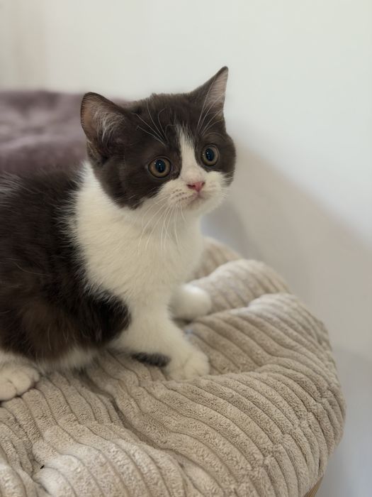 Fêmea British Shorthair com LOP