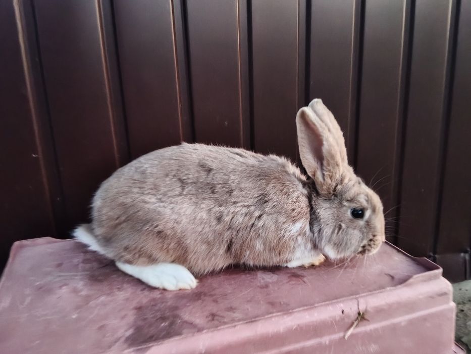 Sprzedam króliki
