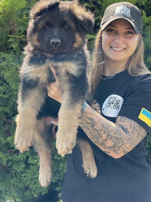Кобель німецької вівчарки Д/Ш для вязки