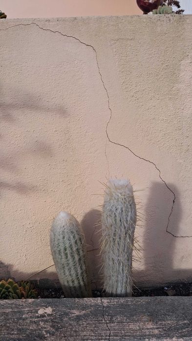 Cactos em terra para transplantar