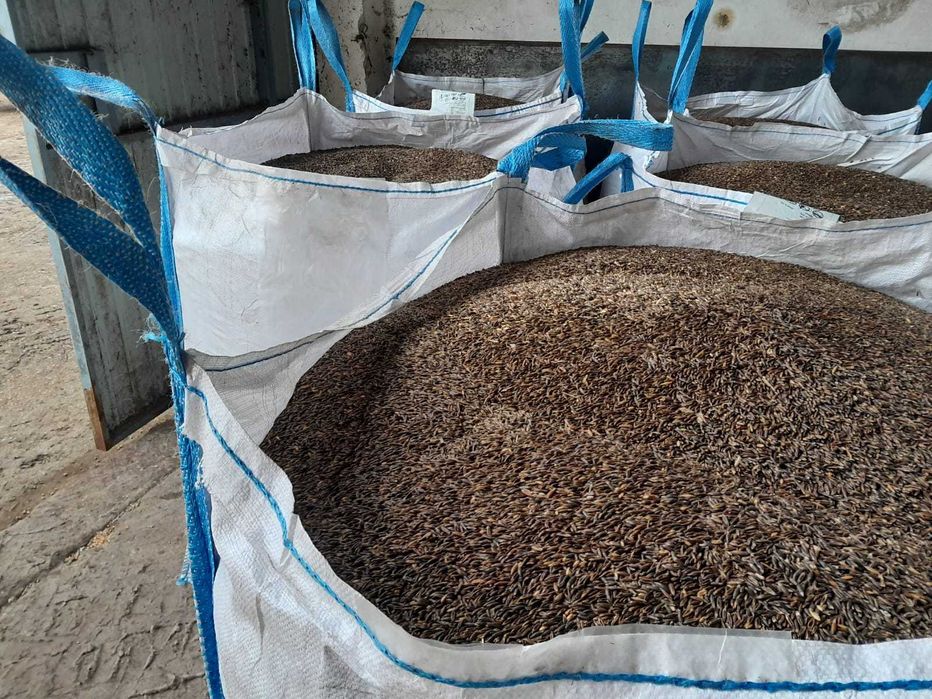 Owies odmiana GNIADY czarny