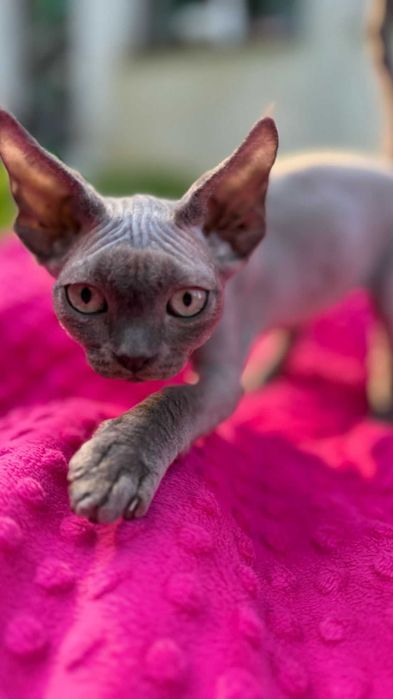 Devon rex koty zwierzęta