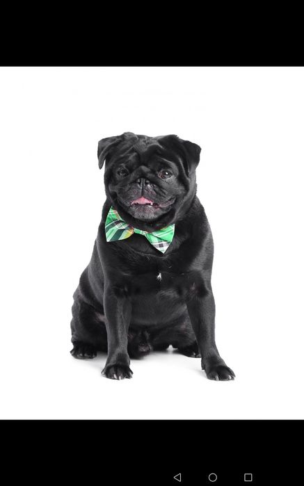 Мопс вязка. Черный кобель ждёт невест.