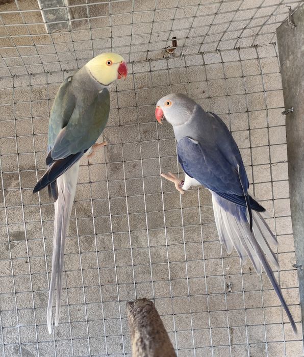 Ring necks disponíveis  - adultos e novos