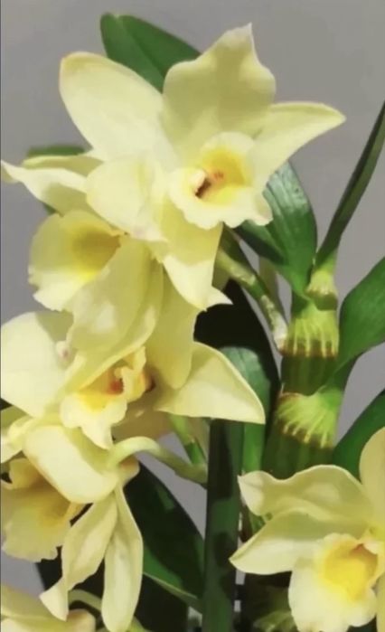 Orquidea  Zygopetalum  mix