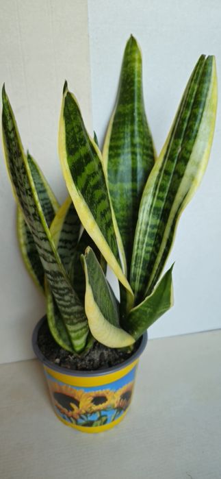 Planta Espada de São Jorge Vaso 12 cm