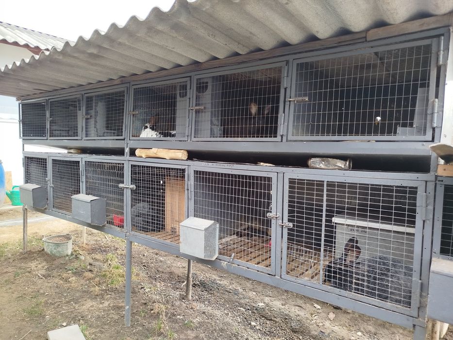 Клітки для кролів