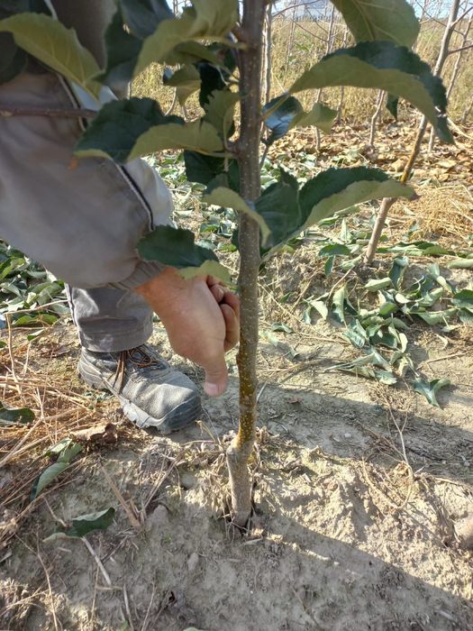 Drzewka owocowe - jabłonie