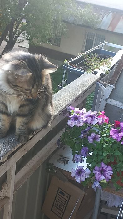 кошеня в добрі руки