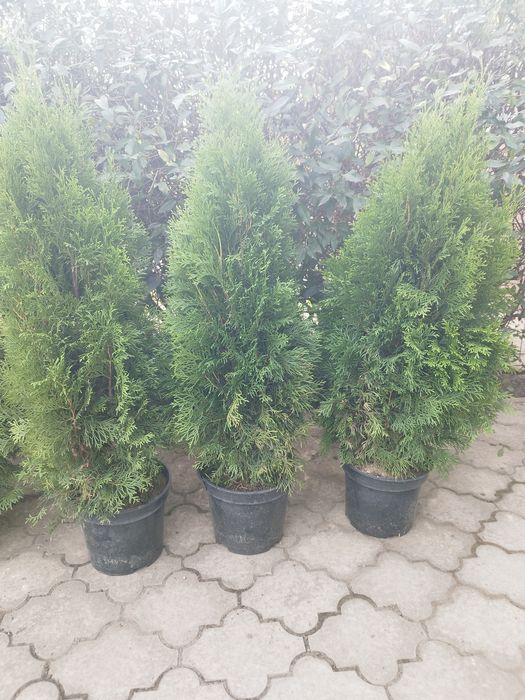 Туя Смарагд 1  метр, з комом С 7,5