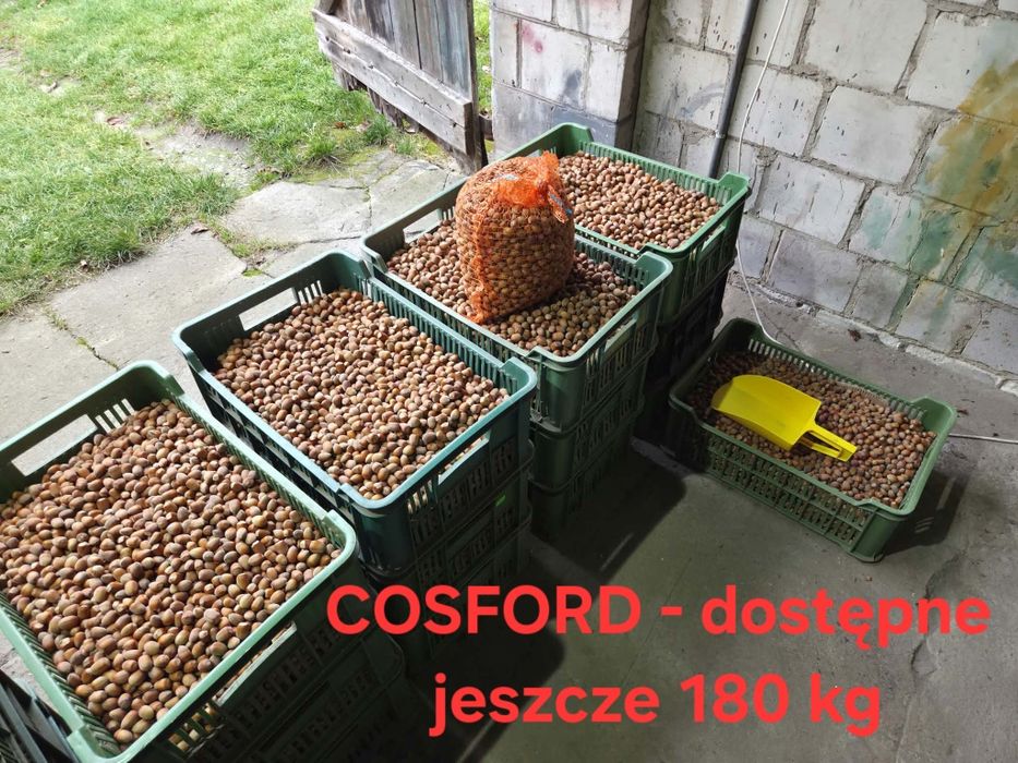 Orzechy laskowe tegoroczne
