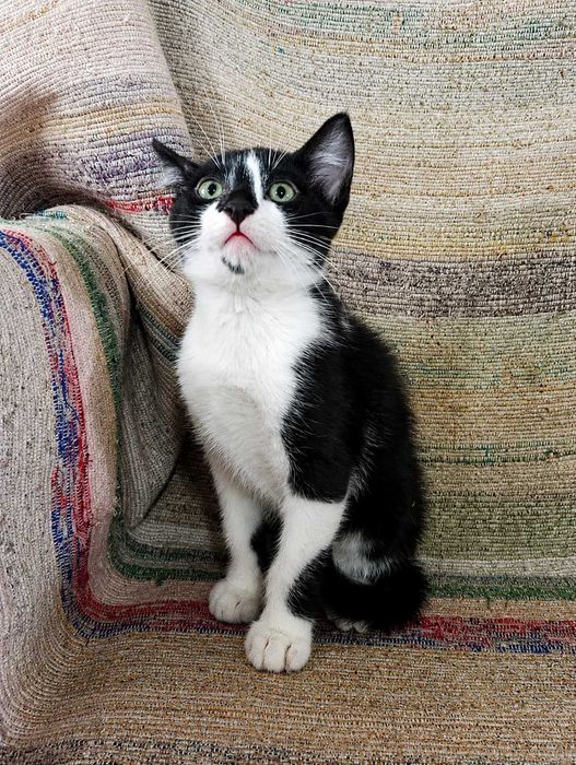 MACHO | Gatinho disponível para Adoção Responsável