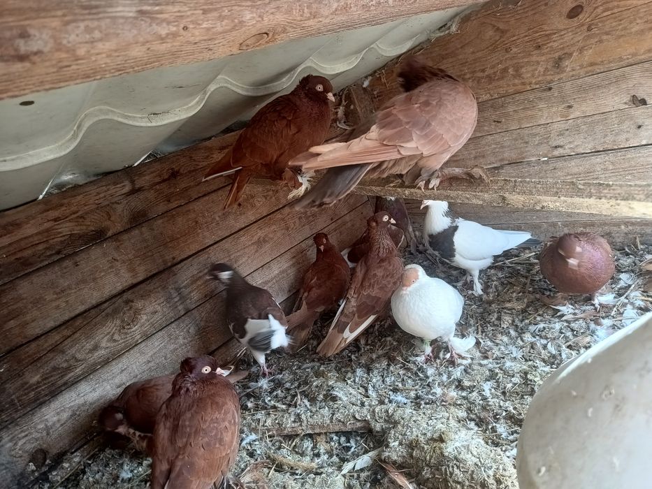 Sprzedam gołębie różne rasy od 10 zł do 30 zł