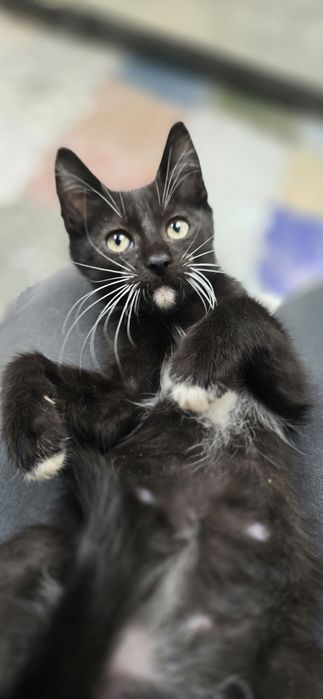 Do adopcji 2.5 msc chłopiec