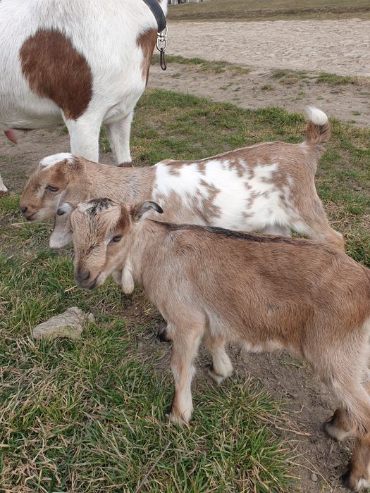 Козенята, коза продам